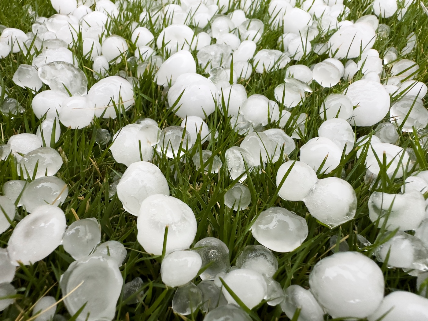 Large hailstones scattered on grass after severe storm