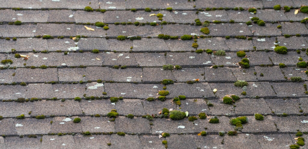 moss roof