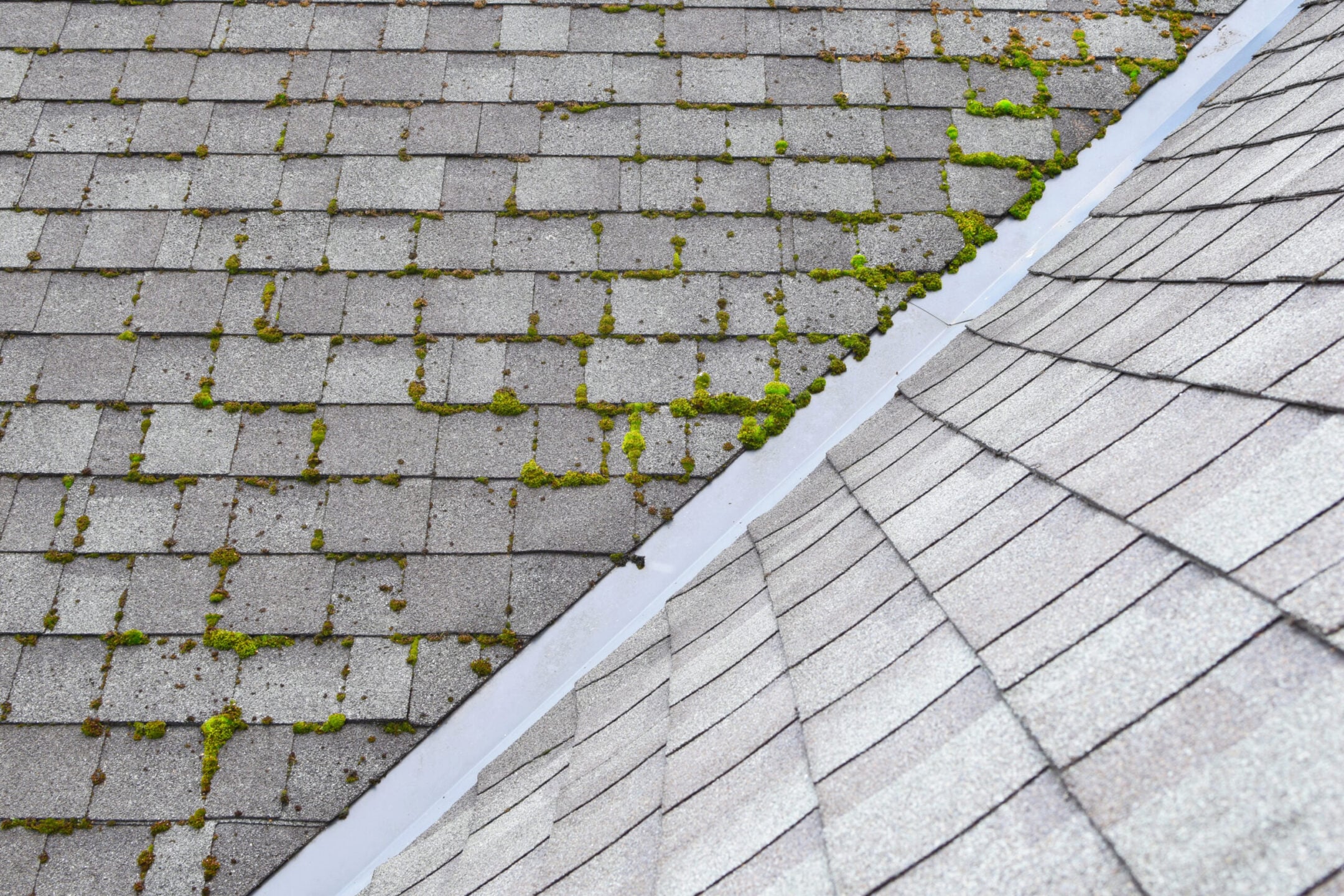 Moss accumulated on shingle roof